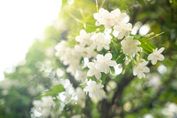 Wrightia religiosa benth flowers blooming in the beautiful garden.