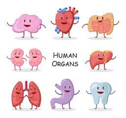 Fototapeta premium Human organs collection . Cartoon character design . Brain Heart Intestine Kidney Liver Lung Stomach Tooth . Vector