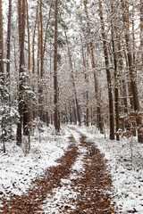 A dirt road running through a snow covered forest.
