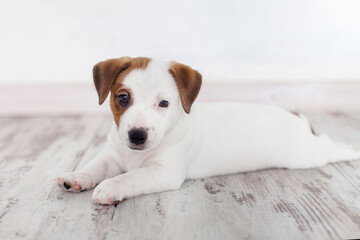 Cut dog puppy lying on white bed at home