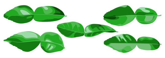 Green citurs leaf collection. vector leaf collection.
