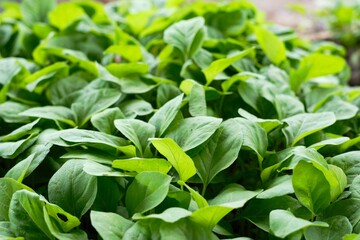 green vegetable leaves, fresh vegetables from the farm
