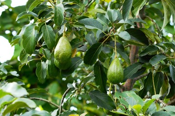 Avocado fruit hanging on the tree, ready to harvest. Green avocado garden. 