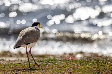 Close up of a Masked Lapwing Plover on the shore line in Sydney, Australia with bokah background