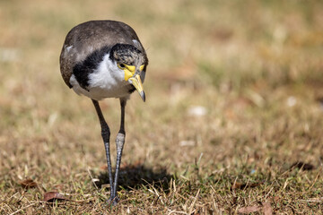 Close up of a Masked Lapwing Plover facing the camera in Sydney, Australia