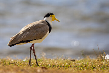 Close up of a Masked Lapwing Plover on the shore line in Sydney, Australia