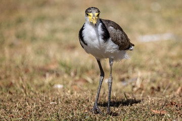 Close up of a Masked Lapwing Plover facing the camera in Sydney, Australia