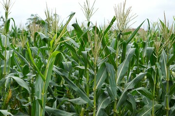 green corn plant field, farm and agricultural image