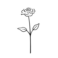 Rose. Hand-drawn sketch of a flower with leaves. Isolated element on a white background. Doodle. Rósa.