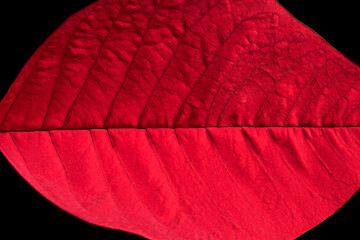 red poinsettia leaf texture