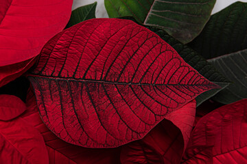 red poinsettia leaf texture