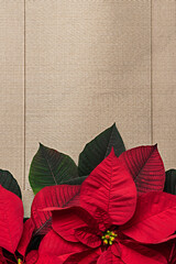 Christmas poinsettia with gold placemat