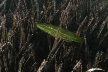Juvenile Green wrasse (Labrus viridis) in Mediterranean Sea