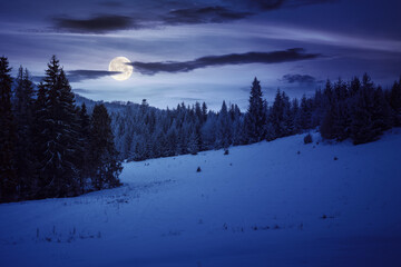 snow covered glade in coniferous forest at sunset. beautiful nature scenery in full moon light....