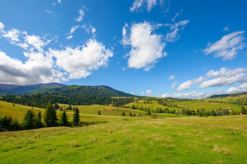 carpathian countryside scenery in autumn. grassy pastures on the rolling hills near the forest. warm sunny weather in mountains