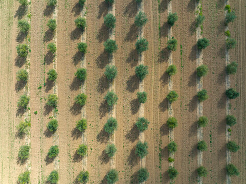 Spain, Balearic Islands, Son Sardina, Aerial view of rows of almond trees growing in springtime orchard