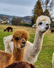 A Small Brown and Large White Alpaca are Standing on a Farm Meadow and Look Forward to What Will...