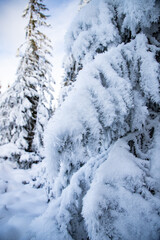 Fototapeta na wymiar winter landscape with snow covered fir trees