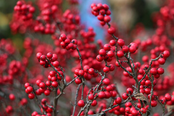 真っ赤な梅もどきの実