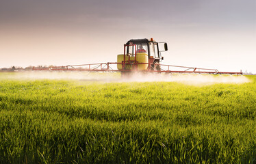 Tractor spraying pesticides wheat field.