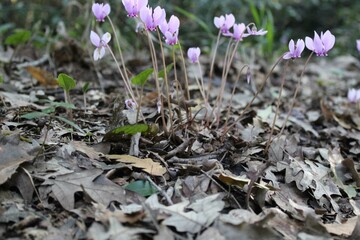 Ciclamini