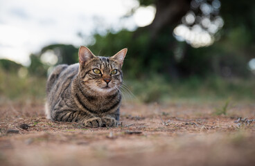 tabby cat lying down on dirt and watching