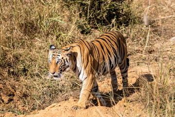 Indian wild female bengal tiger or panthera tigris tigris on stroll for territory marking in hot summer season morning safari at bandhavgarh national park forest umaria madhya pradesh india asia