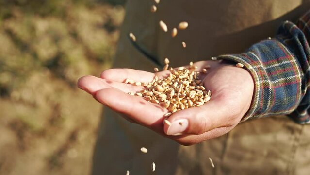 Close up of farmer wearing plaid shirt, pouring seed in palm. Man growing wheat, rye in countryside, working on field, harvesting. Concept of countryside and plants growing.