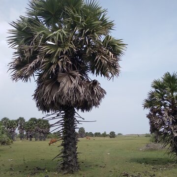This photo taken in seashore aria in india. This photo polm tree