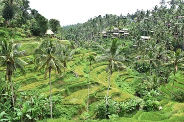 View of the magnificant rice terraces of Tegallalang, Ubud, Bali, Indonesia