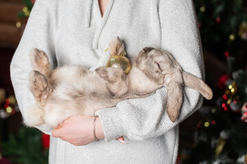 A gray lop-eared rabbit sleeps in the arms of a man near a Christmas tree