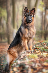 german shepherd dog