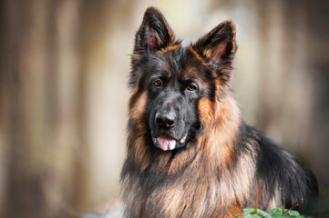 german shepherd portrait