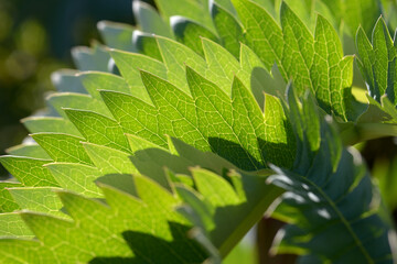 メリアンツス・マヨール　葉模様