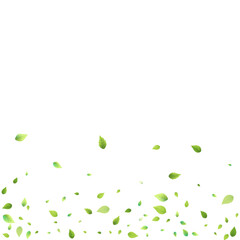 Fototapeta premium Leaves Green Falling Flying Foliage Leaf Tea Mint