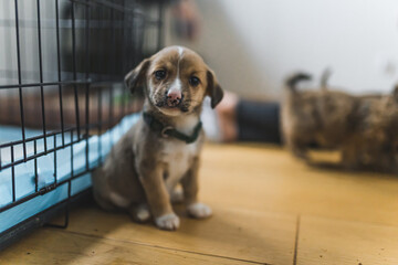 Indoor full-length shot of adorable sad brown-and-white mixed-breed puppy with floppy ears sitting...