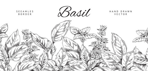 Basil herb seamless border, hand drawn sketch vector illustration on white background. © sabelskaya
