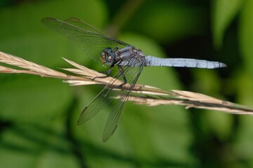 Male Keeled skimmer (Orthetrum coerulescens)