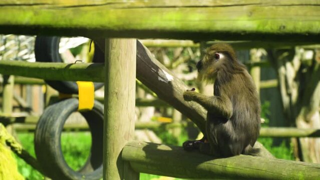 sweet little baby monkey is eating munching on a juicy purple dragon fruit by himself in playground area isolated enjoying himself happiness joy beautiful slow motion vivid cinematic scenery