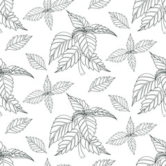 Basil seamless pattern isolated on a white background. Basil, fragrance seasoning. 