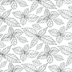 Basil seamless pattern isolated on a white background. Basil, fragrance seasoning. 