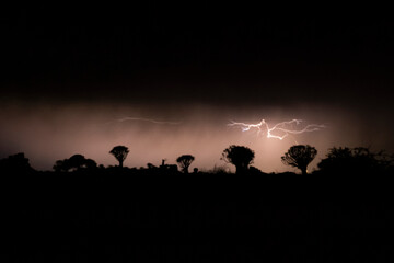 Thunderstorm over Quiver trees in Namibia