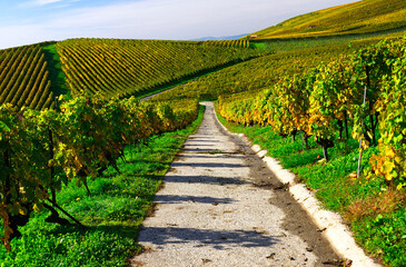 Road in between  slopes covered with grapevines, autumn - October, La Côte wine region,  Féchy, Morges district, canton Vaud, Switzerland, Europe