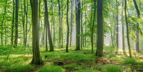 Natural Forest of Beech, Oak and Hornbeam Trees, Sunbeams through Fog create mystic Atmosphere	 - 553150388