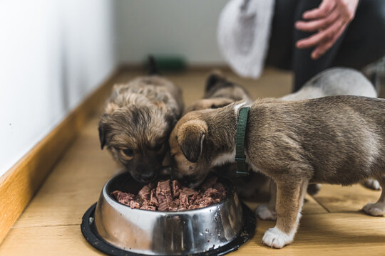 Little few-months-old puppies of unknown breed eat meat feed from one metal bowl. Blurred background. Humans and animals. High quality photo