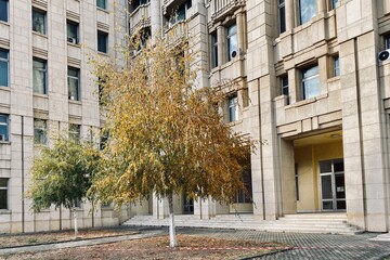 Lonely autumn leaves tree in between building walls. - 553151509