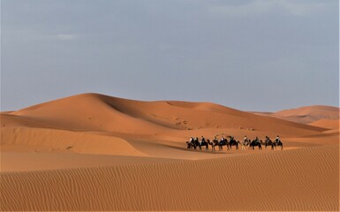 camel in the desert