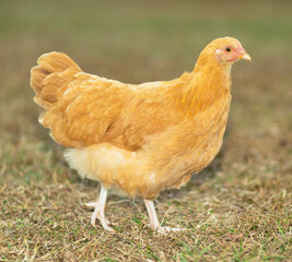 Bright yellow chicken hen