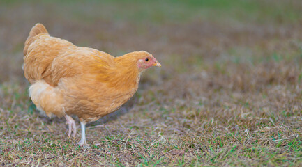 Bright golden chicken hen on a pasture