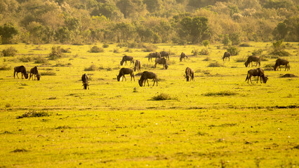 Masai Mara